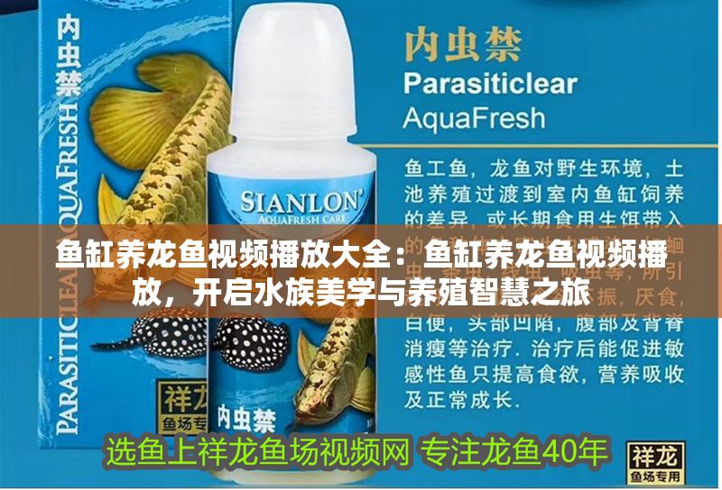 魚缸養龍魚視頻播放大全：魚缸養龍魚視頻播放，開啟水族美學與養殖智慧之旅