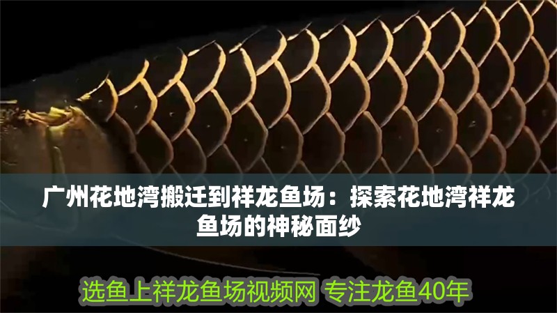廣州花地灣搬遷到祥龍魚場：探索花地灣祥龍魚場的神秘面紗