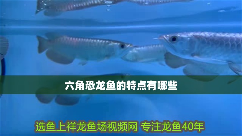 六角恐龍魚的特點有哪些