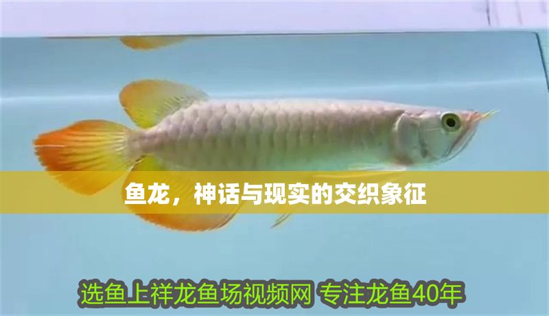魚龍，神話與現實的交織象征