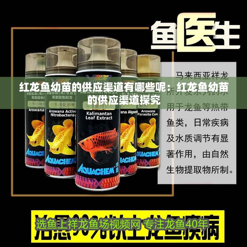 紅龍魚幼苗的供應渠道有哪些呢：紅龍魚幼苗的供應渠道探究