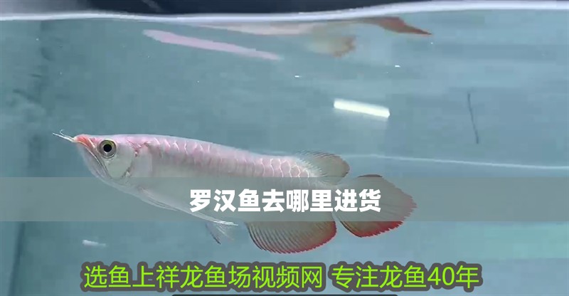 羅漢魚去哪里進貨