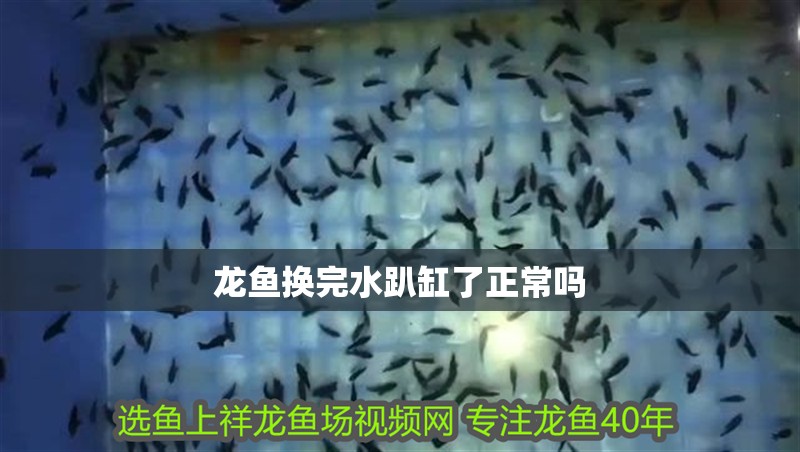 龍魚換完水趴缸了正常嗎
