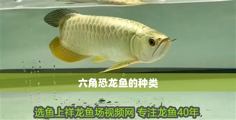 六角恐龍魚的種類