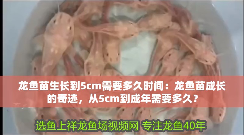 龍魚苗生長到5cm需要多久時間：龍魚苗成長的奇跡，從5cm到成年需要多久？