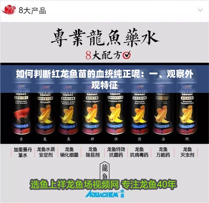 如何判斷紅龍魚苗的血統(tǒng)純正呢：一、觀察外觀特征