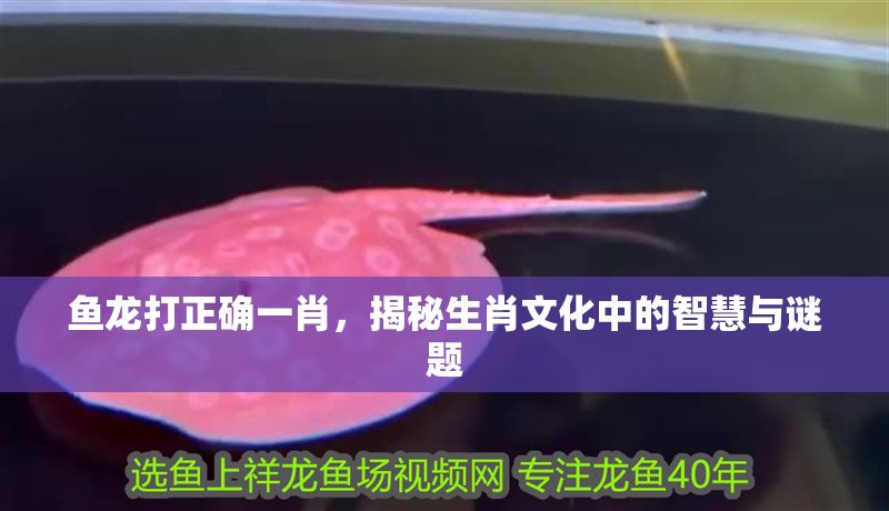 魚龍打正確一肖，揭秘生肖文化中的智慧與謎題