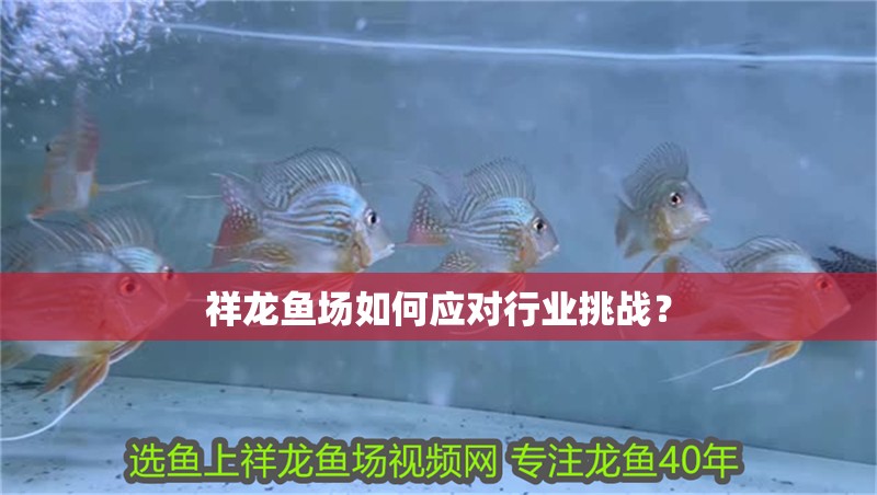 祥龍魚場如何應對行業挑戰？