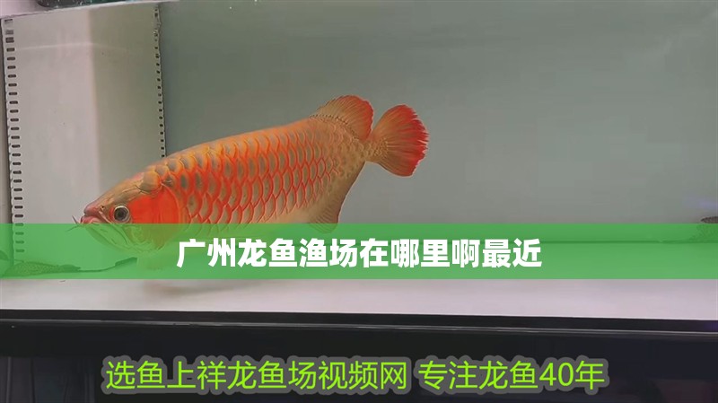 廣州龍魚漁場在哪里啊最近