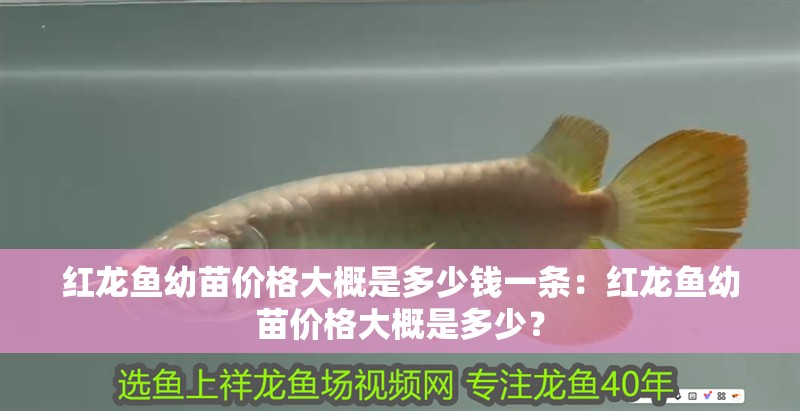 紅龍魚幼苗價(jià)格大概是多少錢一條：紅龍魚幼苗價(jià)格大概是多少？