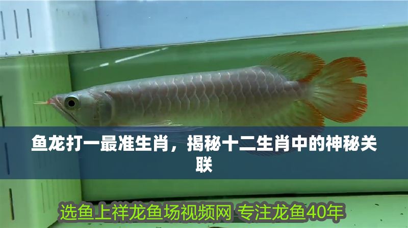 魚龍打一最準(zhǔn)生肖，揭秘十二生肖中的神秘關(guān)聯(lián)