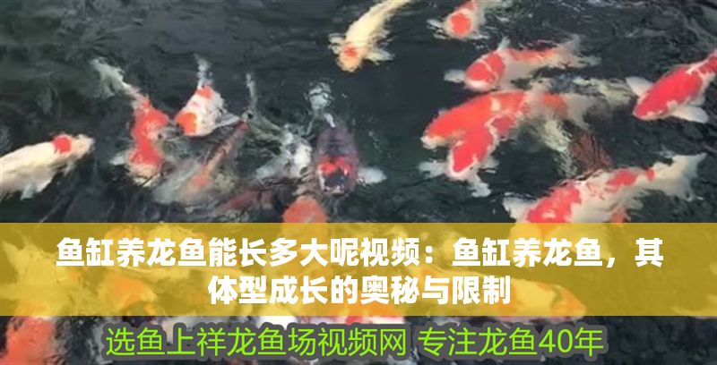 魚缸養龍魚能長多大呢視頻：魚缸養龍魚，其體型成長的奧秘與限制