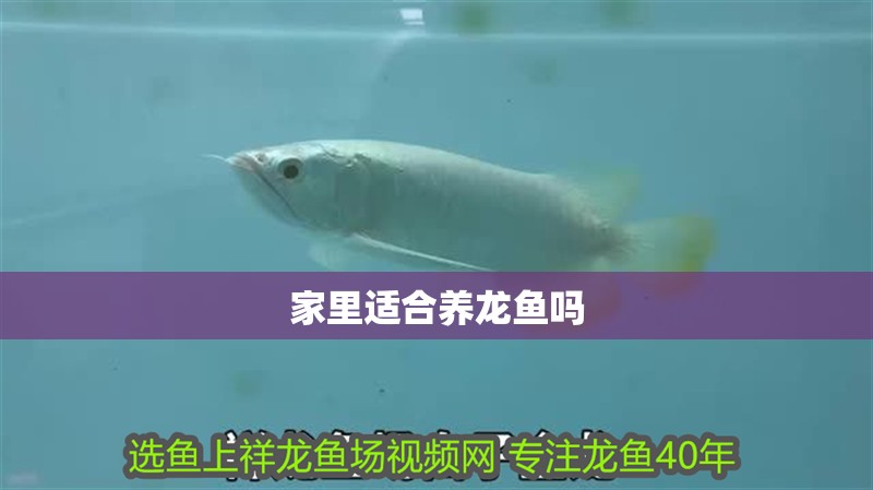 家里適合養(yǎng)龍魚嗎