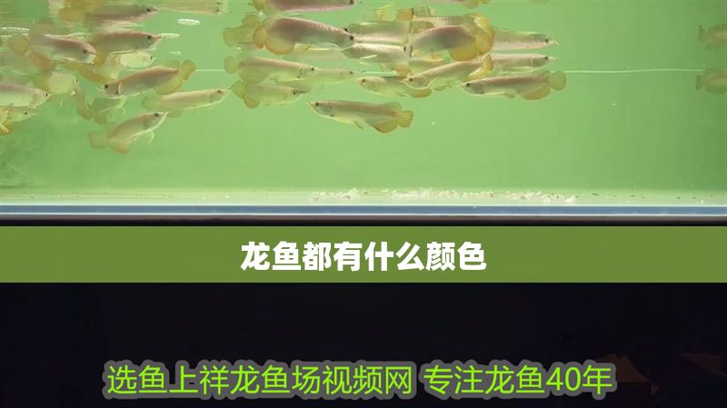 龍魚都有什么顏色
