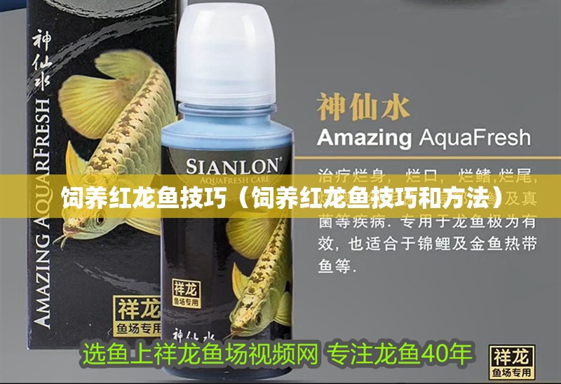 飼養紅龍魚技巧（飼養紅龍魚技巧和方法）