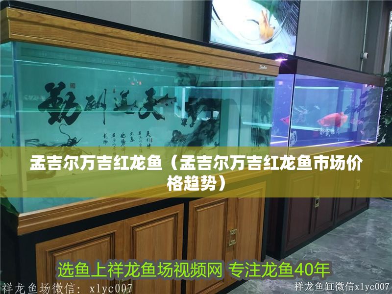 孟吉爾萬吉紅龍魚（孟吉爾萬吉紅龍魚市場價格趨勢）