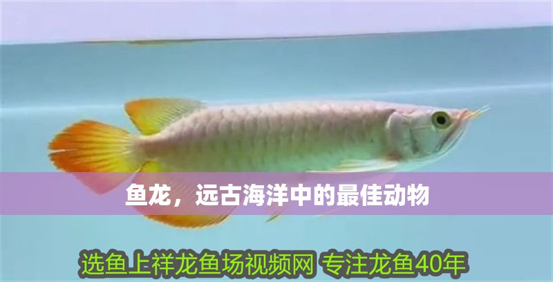 魚龍，遠古海洋中的最佳動物