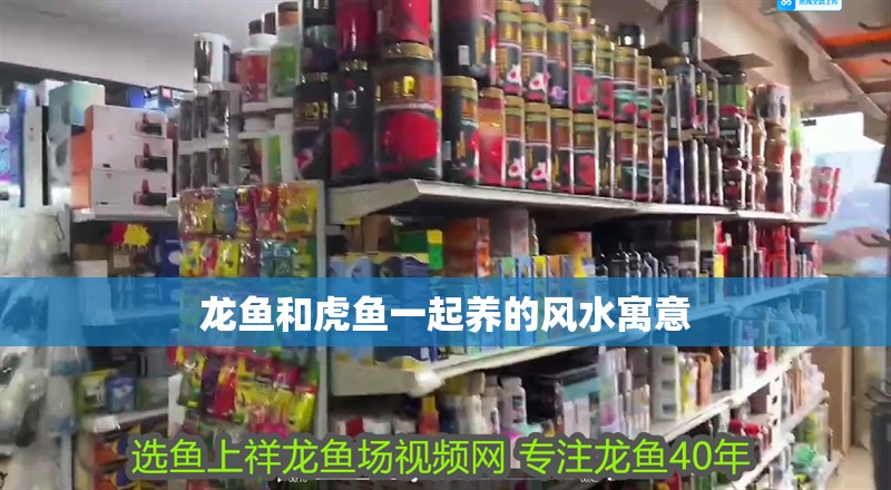 龍魚和虎魚一起養(yǎng)的風(fēng)水寓意