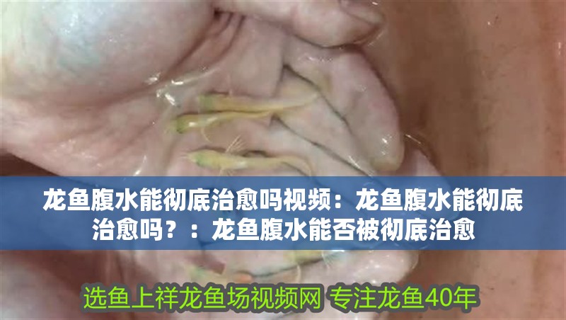 龍魚腹水能徹底治愈嗎視頻：龍魚腹水能徹底治愈嗎？：龍魚腹水能否被徹底治愈