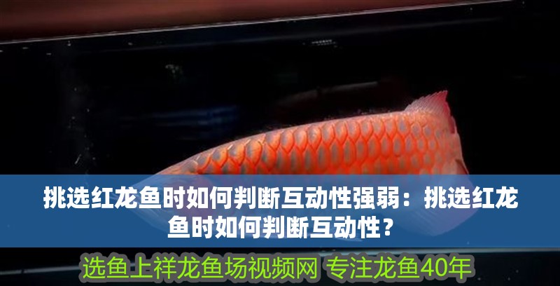挑選紅龍魚時如何判斷互動性強弱：挑選紅龍魚時如何判斷互動性？