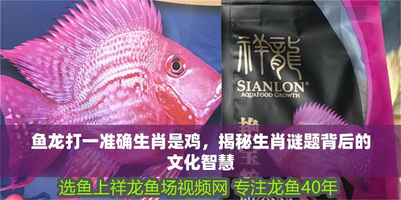 魚龍打一準(zhǔn)確生肖是雞，揭秘生肖謎題背后的文化智慧