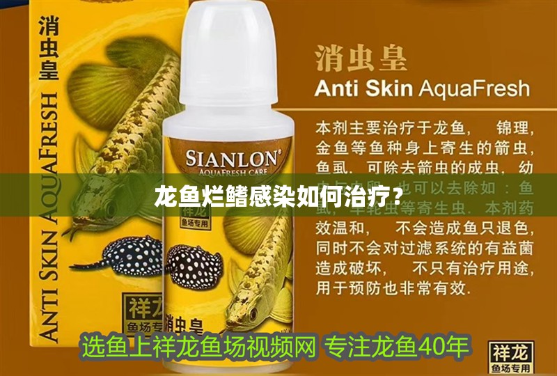 龍魚爛鰭感染如何治療？