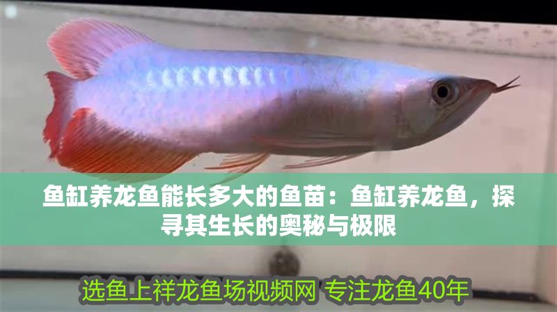 魚缸養龍魚能長多大的魚苗：魚缸養龍魚，探尋其生長的奧秘與極限
