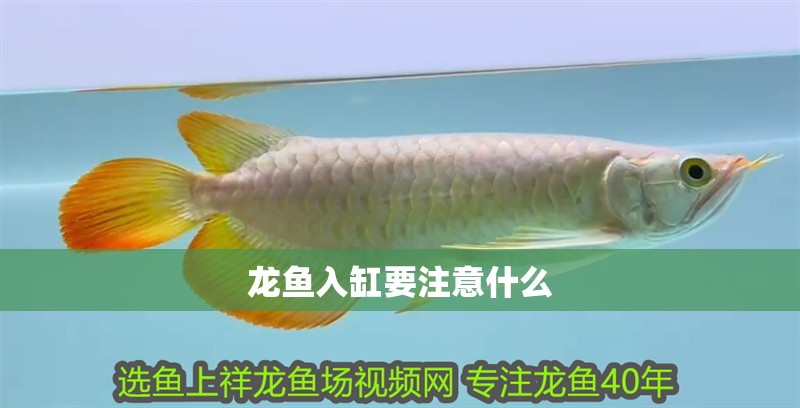 龍魚入缸要注意什么
