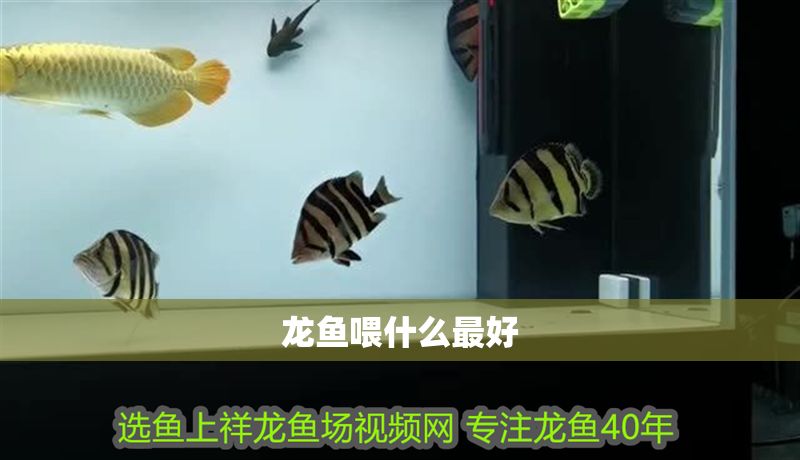 龍魚喂什么最好