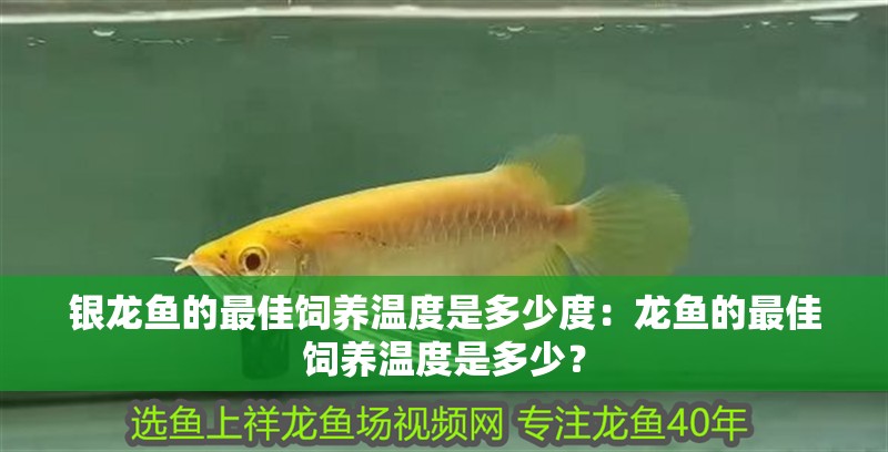 銀龍魚的最佳飼養溫度是多少度：龍魚的最佳飼養溫度是多少？