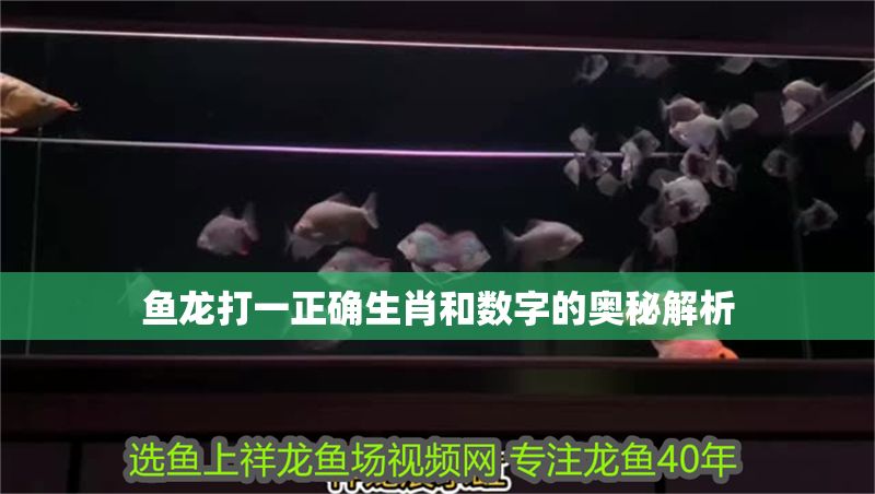 魚龍打一正確生肖和數字的奧秘解析