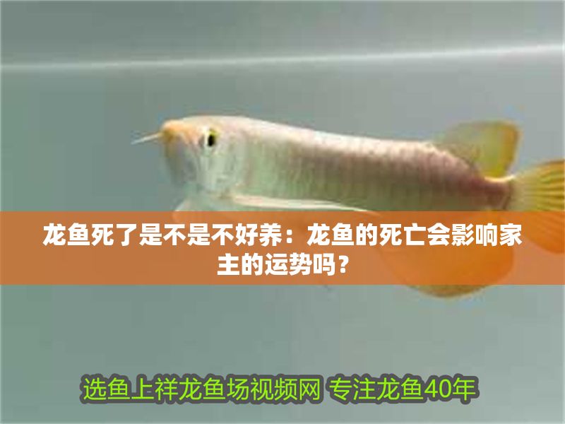 龍魚死了是不是不好養(yǎng)：龍魚的死亡會(huì)影響家主的運(yùn)勢(shì)嗎？