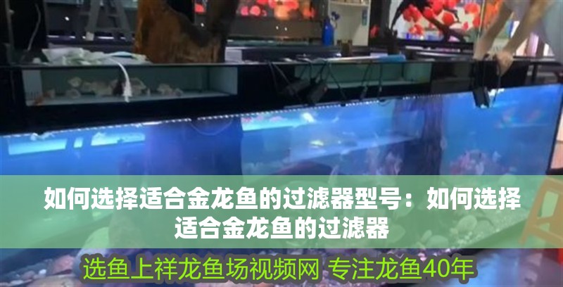 如何選擇適合金龍魚的過濾器型號：如何選擇適合金龍魚的過濾器
