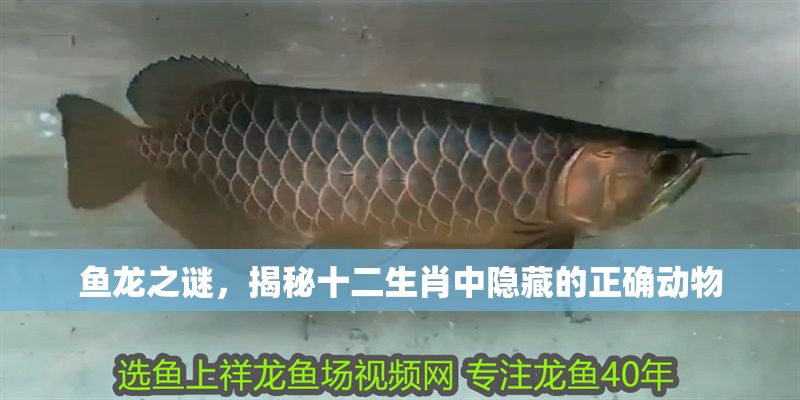 魚龍之謎，揭秘十二生肖中隱藏的正確動物