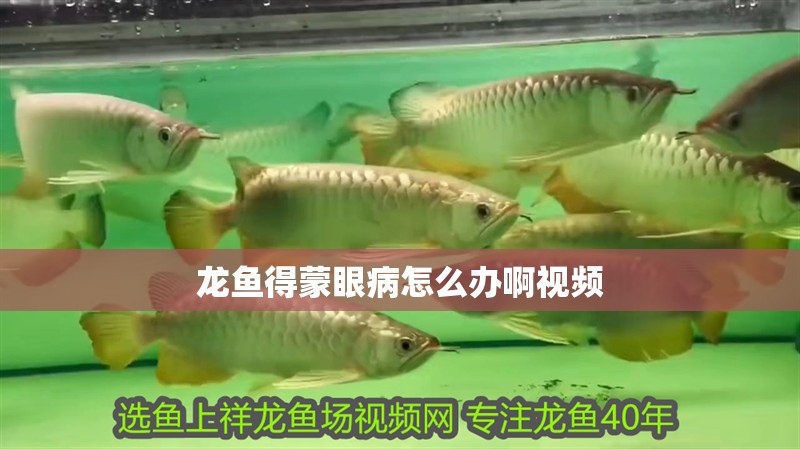 龍魚得蒙眼病怎么辦啊視頻