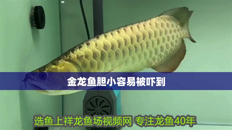 金龍魚膽小容易被嚇到