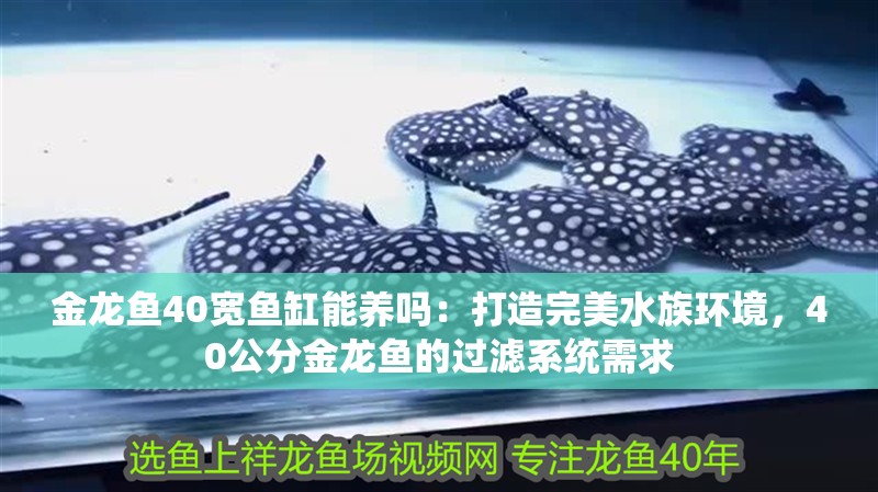 金龍魚40寬魚缸能養嗎：打造完美水族環境，40公分金龍魚的過濾系統需求