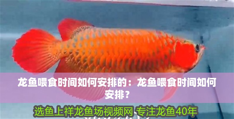 金龍魚怎么看兜嘴還是翹嘴