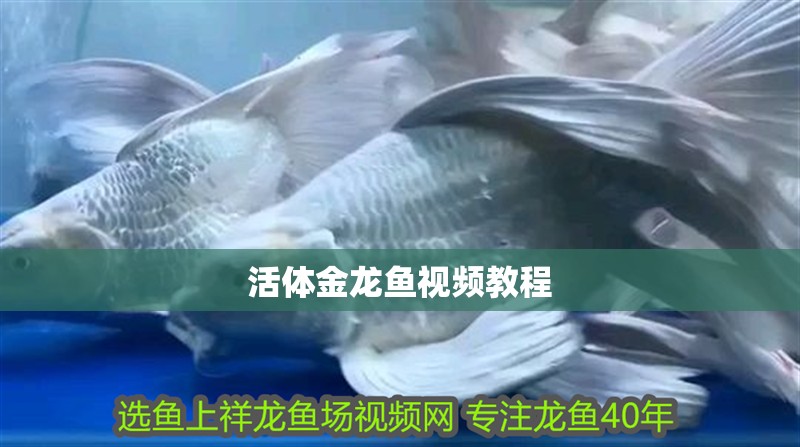 活體金龍魚視頻教程