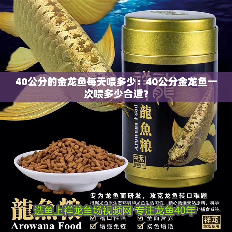 40公分的金龍魚每天喂多少：40公分金龍魚一次喂多少合適？