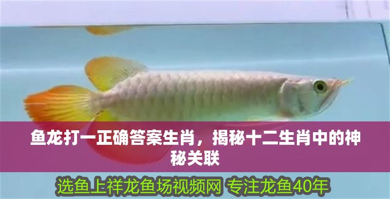 魚龍打一正確答案生肖，揭秘十二生肖中的神秘關聯 魚龍打一正確答案生肖，揭秘十二生肖中的神秘關聯 龍魚百科 第1張