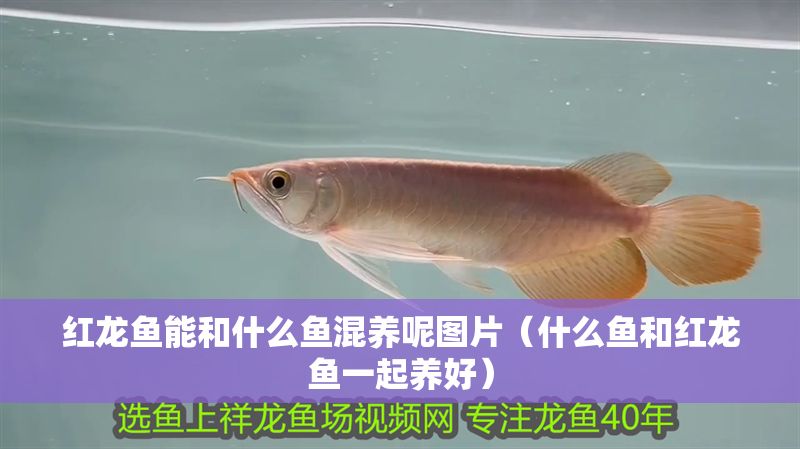 紅龍魚能和什么魚混養呢圖片（什么魚和紅龍魚一起養好）