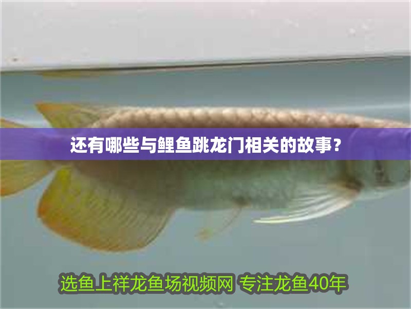 還有哪些與鯉魚跳龍門相關的故事？