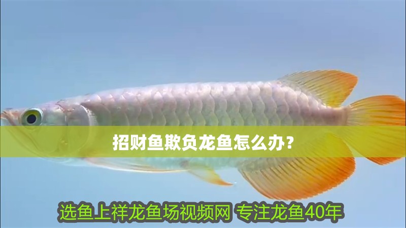 招財(cái)魚(yú)欺負(fù)龍魚(yú)怎么辦？