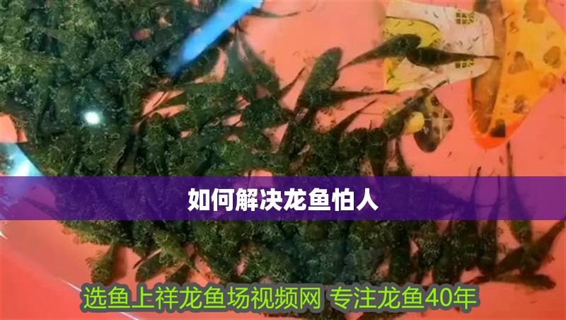 如何解決龍魚怕人