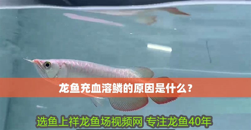 龍魚充血溶鱗的原因是什么？