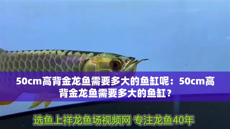 50cm高背金龍魚需要多大的魚缸呢：50cm高背金龍魚需要多大的魚缸？