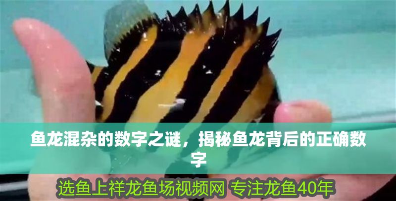 魚龍混雜的數字之謎，揭秘魚龍背后的正確數字