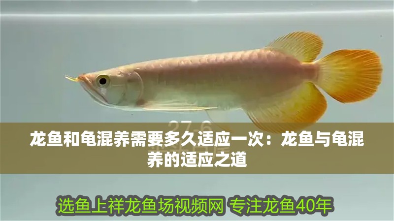 龍魚和龜混養需要多久適應一次：龍魚與龜混養的適應之道