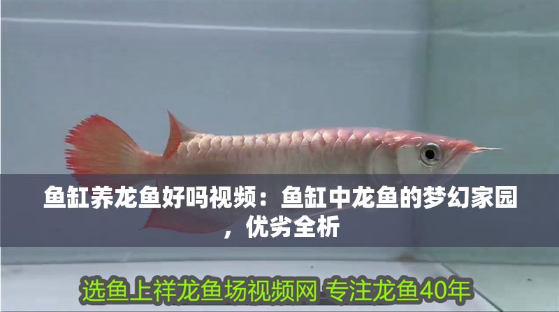 魚缸養龍魚好嗎視頻：魚缸中龍魚的夢幻家園，優劣全析